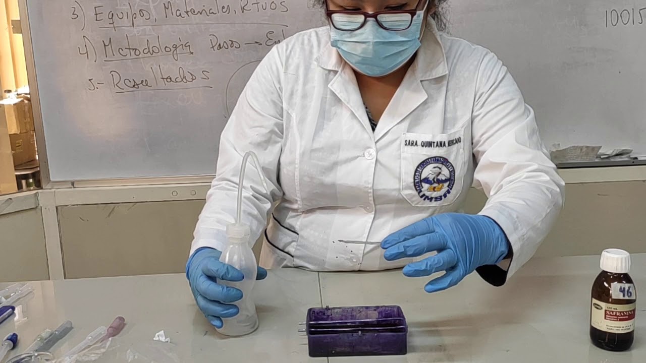 Práctica de Hongos y bacterias