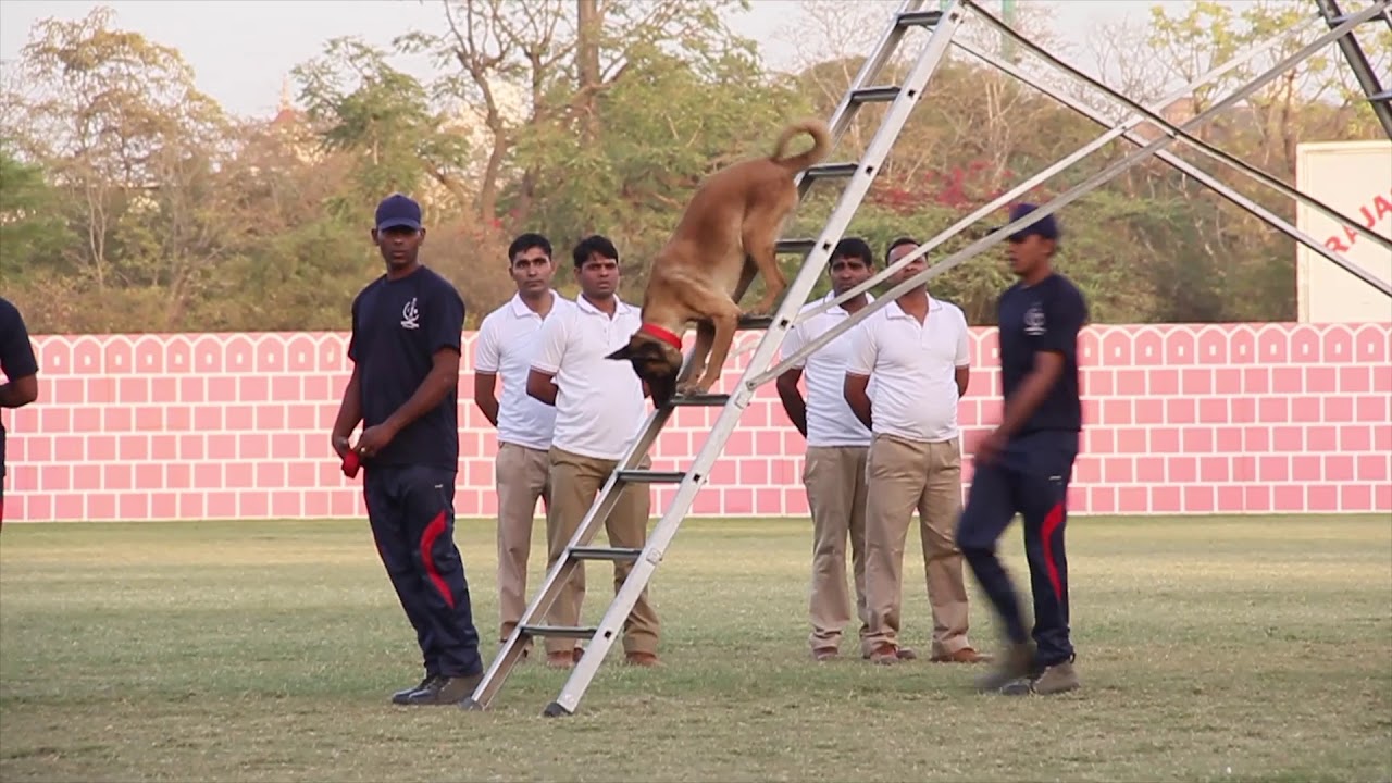 Rajasthan Police - Dog Show
