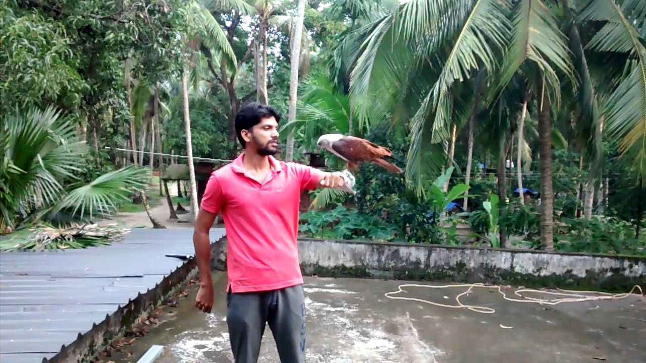 Training Eagle