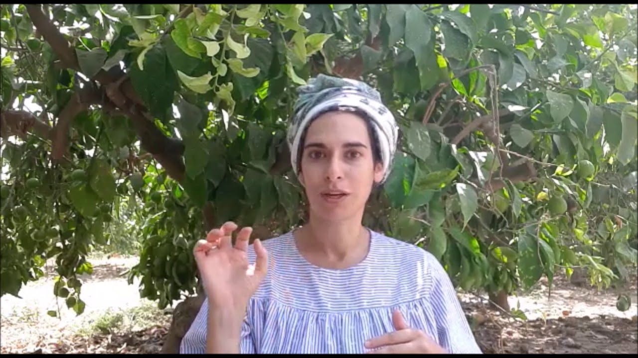 קנדידה טיפול טבעי בפטרת | ערוגות