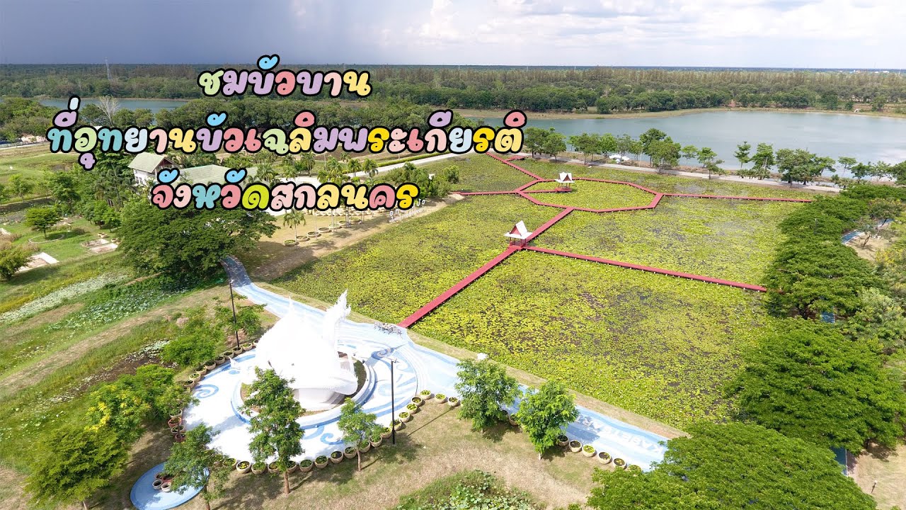 ชมบัวบาน ที่อุทยานบัวเฉลิมพระเกียรติ จังหวัดสกลนคร