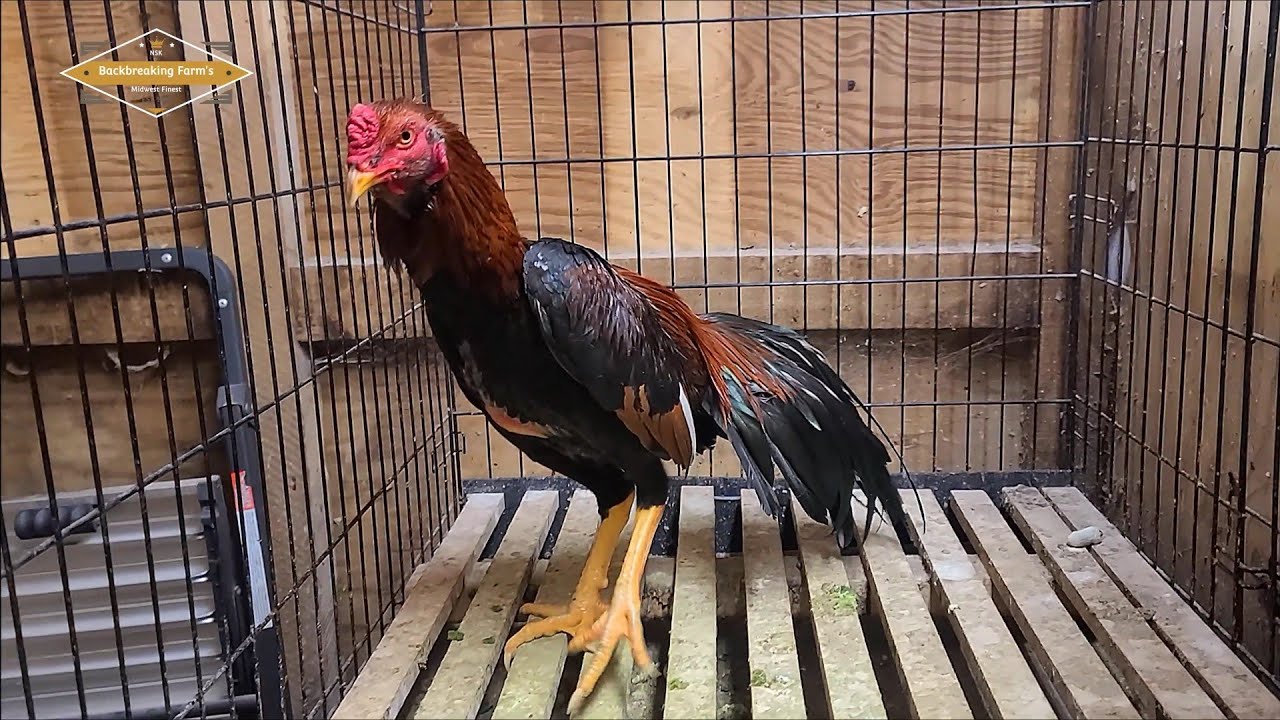 COLD DAY IN MINNESOTA WIND CHILL -40 01.24.26 | SHOWBIRD | QAIB THAI | SHAMO | ASEEL 
