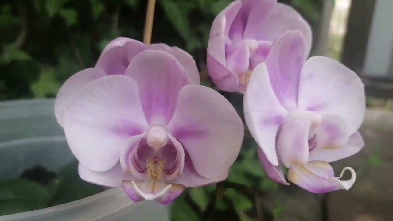 Орхідея Phalenopsis Miki Sakura.Порівняння (Сакура) з Phalenopsis Toleration