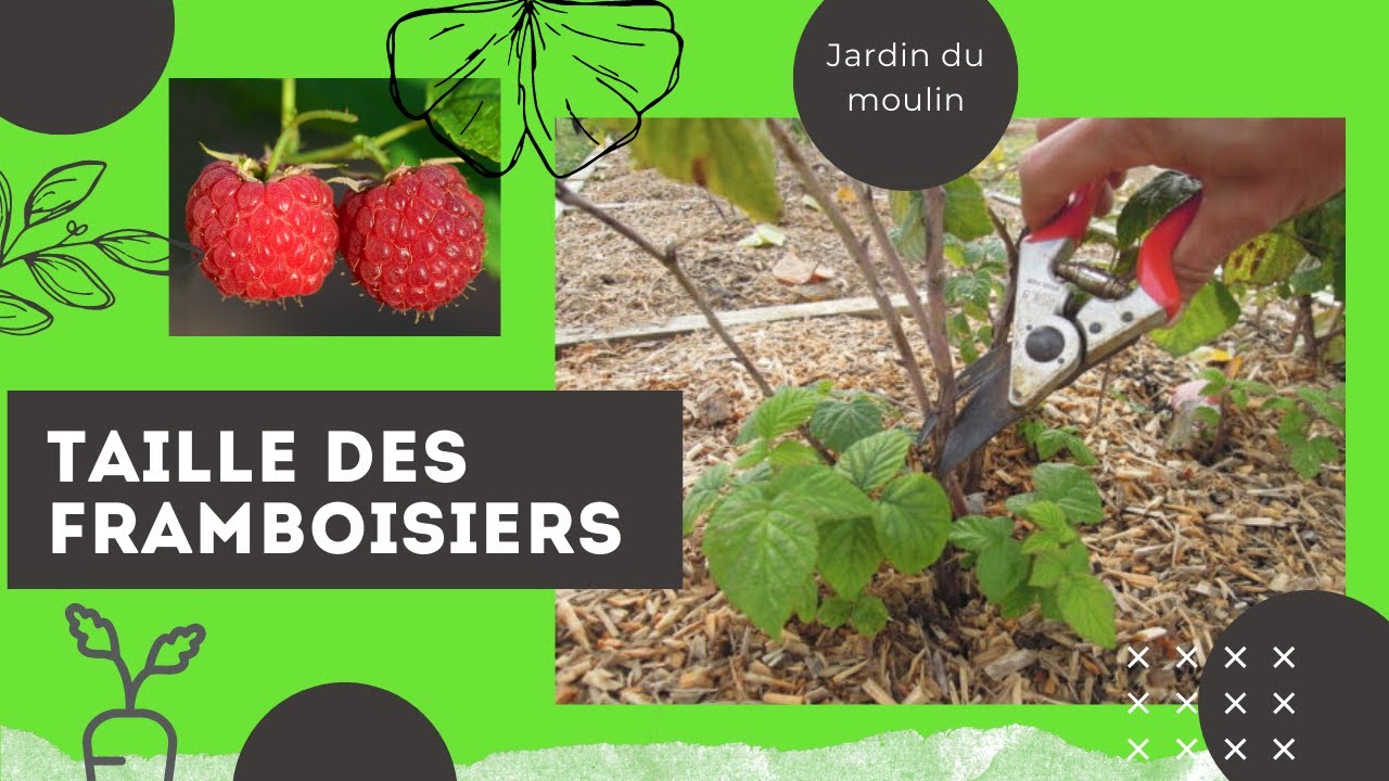 ✂Comment tailler les framboisiers en hiver? pour une meilleur production