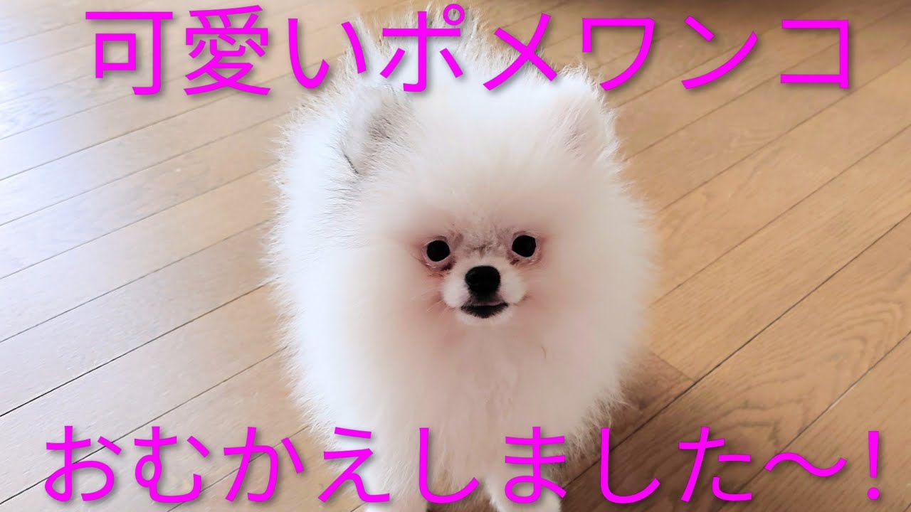 はじめまして！ポメラニアンのベディです