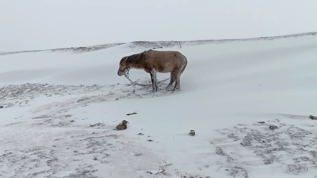 Grey stallion 🐎 freezes in the snow in the cold / Серый жеребец 🐴 замерзает в снегу на холоде ++