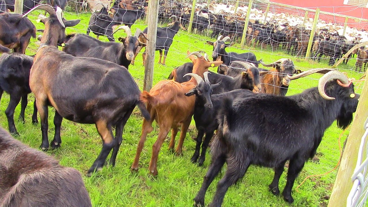 FERIA-EXPOSICIÓN DE GANADO OVINO Y CAPRINO EN GURIEZO (XXVIII edición - 2016