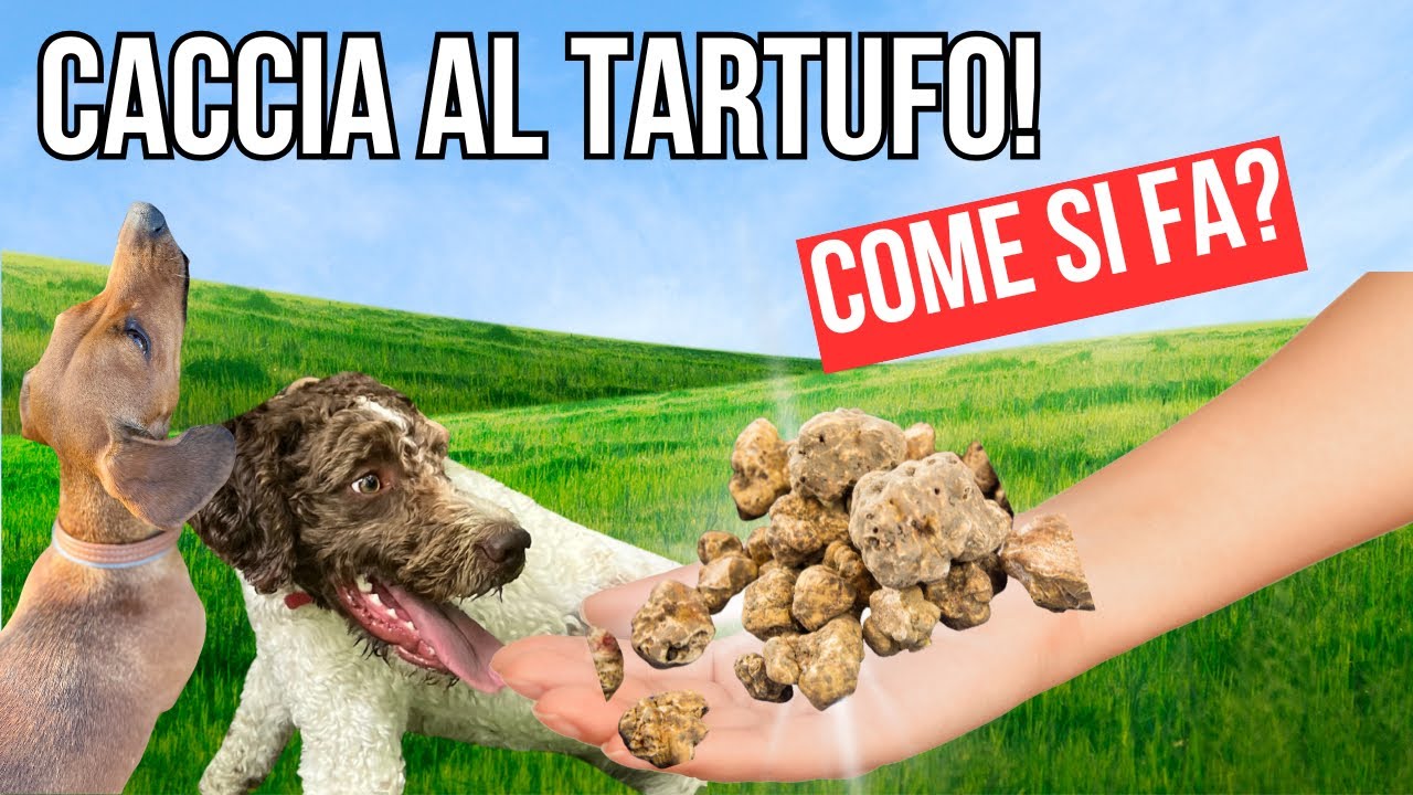 CACCIA AL TARTUFO BIANCO! COME SI FA? 