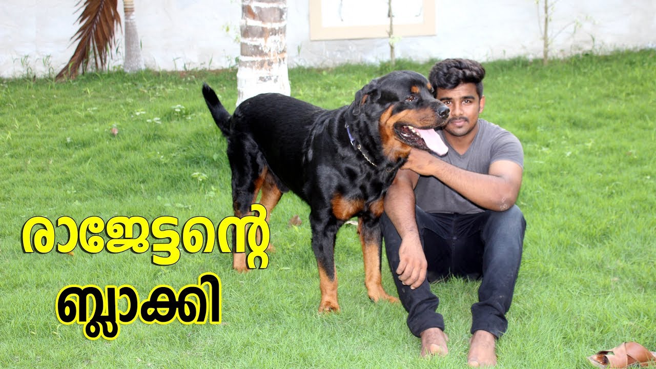 Rottweiler dog I രാജേട്ടൻറെ  ബ്ലാക്കി I dog farming kerala