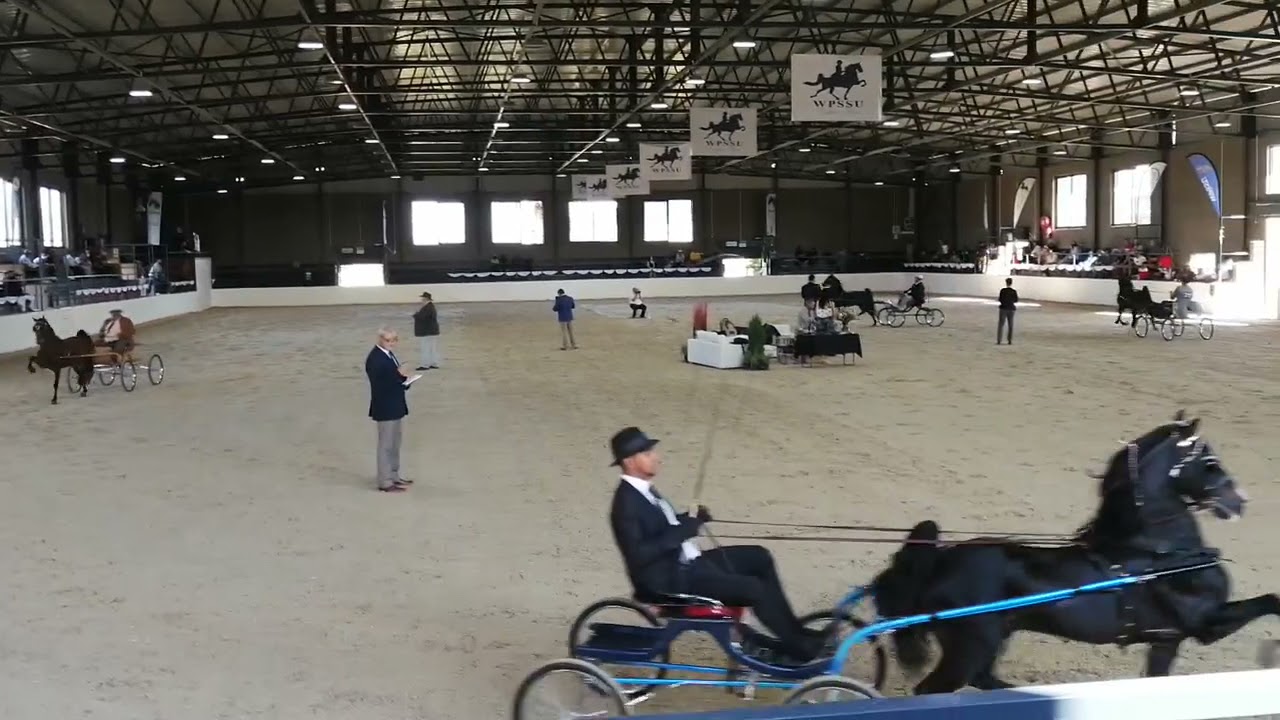 Hackney Pony Stallions over 12.5m - 5 years and older - Mistico Indoor Show 2021