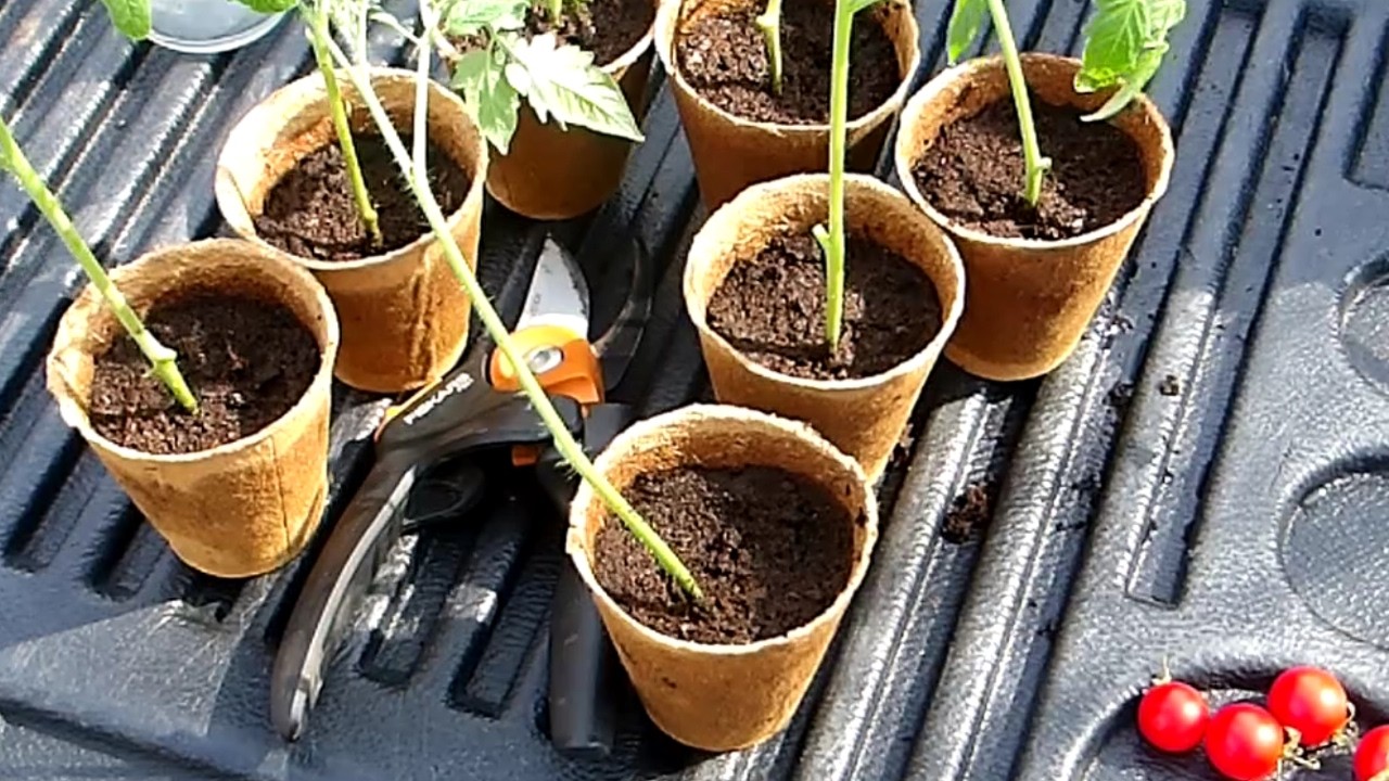 I'm Not Starting Tomatoes From Seed This Year