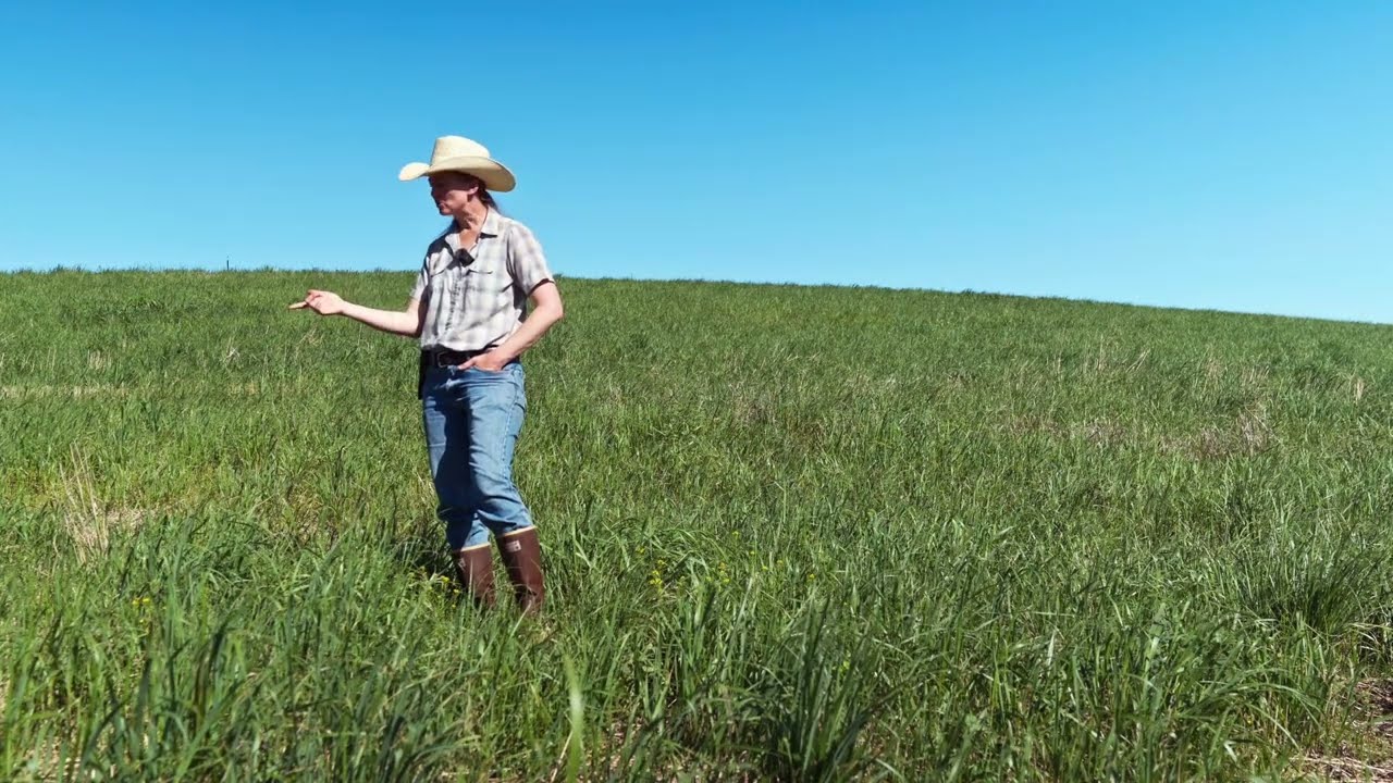 Nitrogen Fixation by Switchgrass may Promote Diversity Without Fertilizer