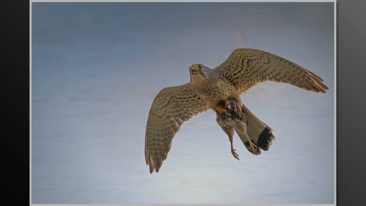 Nikon Z8+Nikon Z 180-600mm f/5.6-6.3 VR lens Bird photography