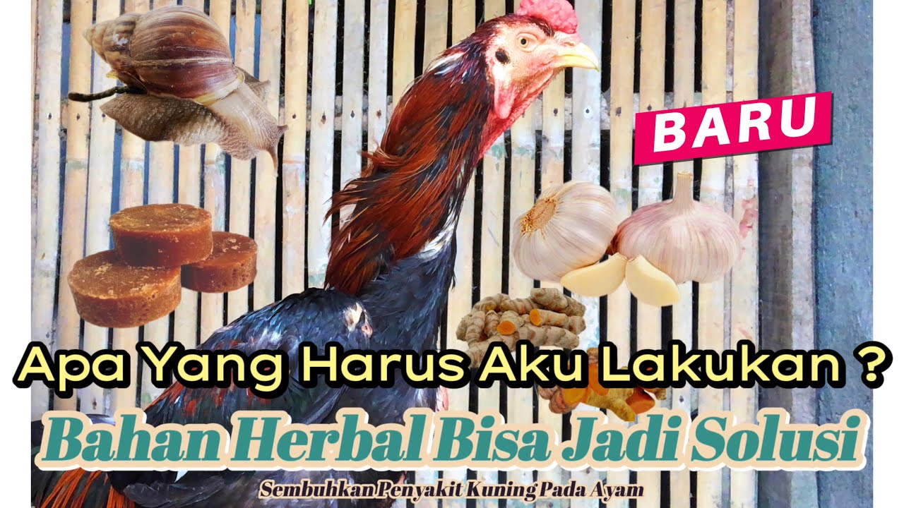 REAKSI TAK TERDUGA!? CARA MENGOBATI PENYAKIT KUNING PADA AYAM DENGAN BAHAN HERBAL