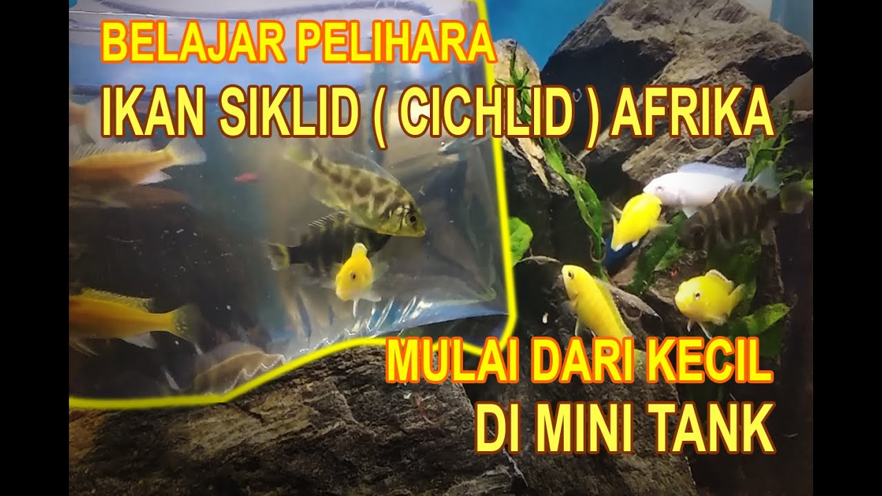 BELAJAR PELIHARA IKAN  SIKLID ( CICHLID ) AFRIKA MULAI DARI KECIL DI MINI TANK