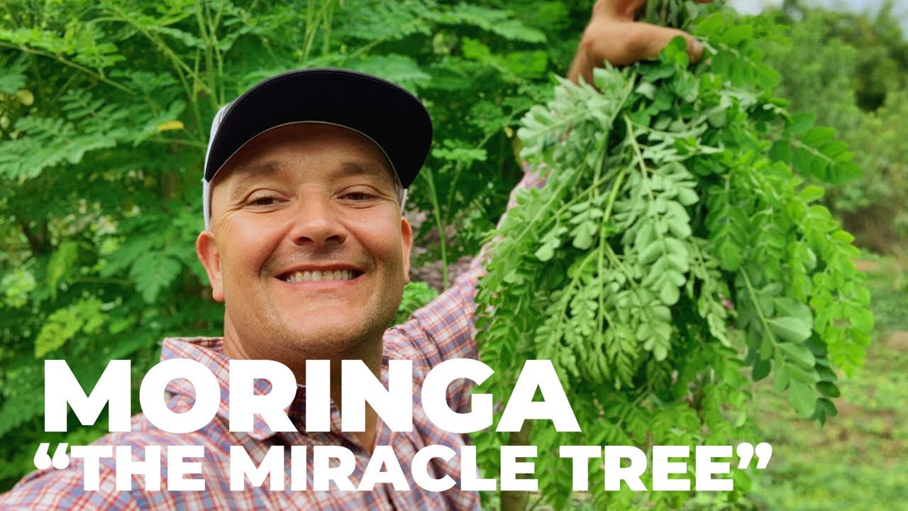 Самое питательное наземное растение в мире — Moringa oleifera «Чудо-дерево»