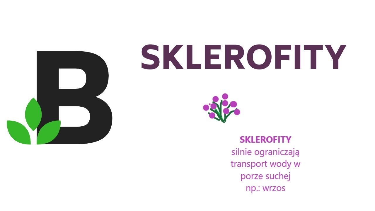 Sklerofity (podział roślin ze względu na wymagania wodne) Ekologia - KOREPETYCJE z BIOLOGII - 133