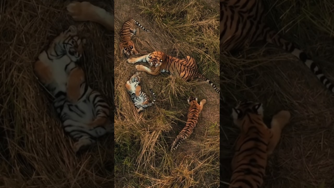 Most Lovely Moments For Tigers Cubs By info fact News