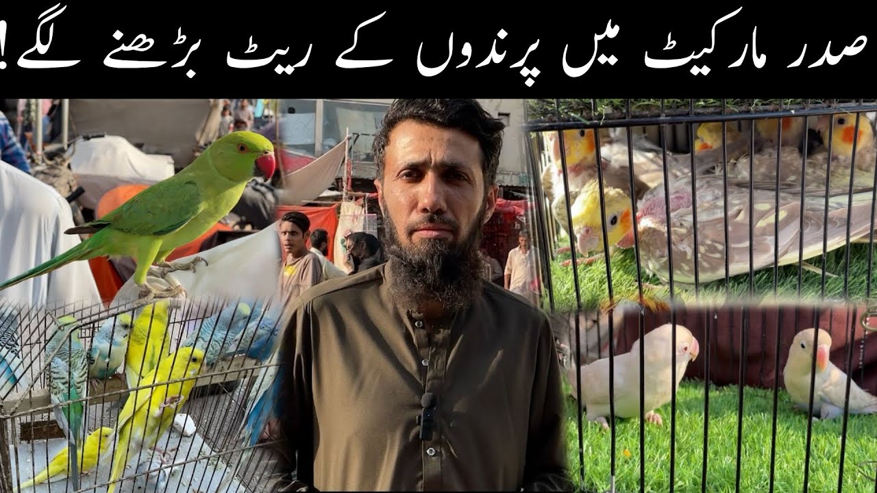 Saddar Sunday Exotic Birds Market Karachi Latest Update 23-11-2025 in Urdu/Hindi