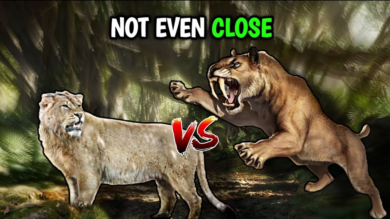  SMILODON VS CAVE LION - NOT EVEN CLOSE!!!