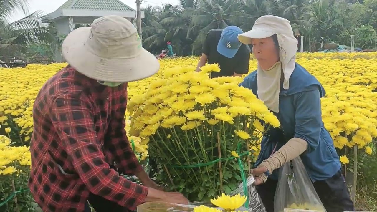 Người dân Mỹ Phong Mỹ Tho - Mỹ Phong Đồng Tháp thu hoạch hoa Tết 2026