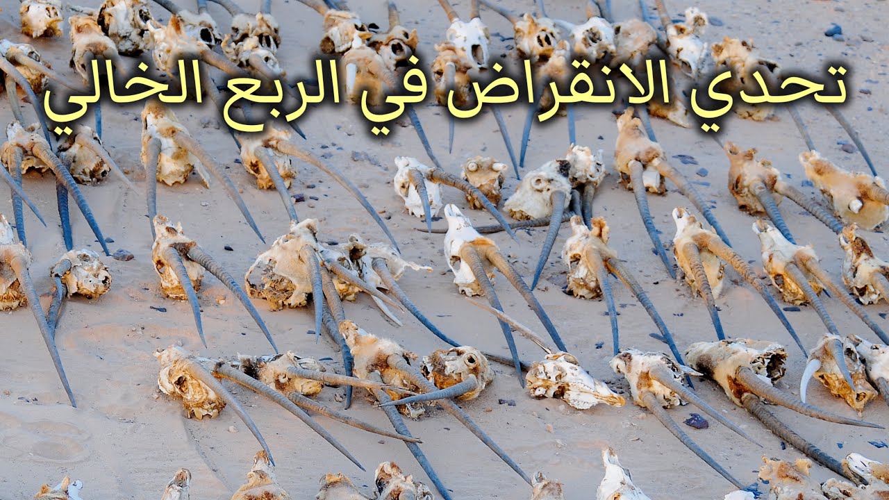 قصة تحدي الانقراض في محمية عروق بني معارض بالربع الخالي وتحولها إلى موقع تراث عالمي