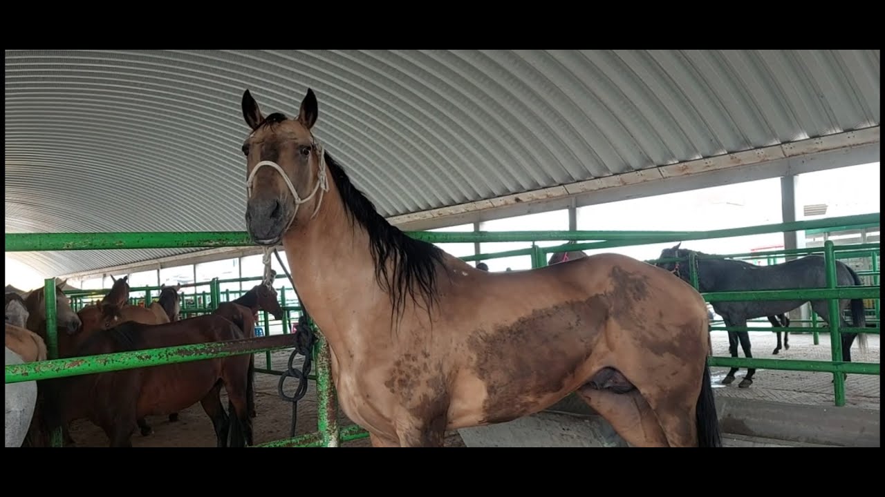 CABALLOS Y LOS POTROS EN LA PLAZA GANADERA EL PUENTE DE SAN BERNABE,HOY 30 DE JUNIO DE 2025