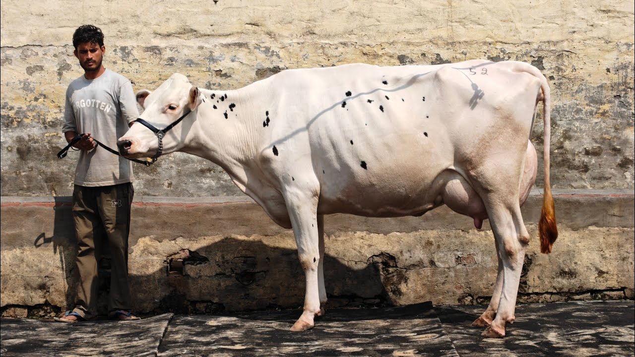 7 Cows for sale, 7 ਗਾਵਾਂ ਵਿਕਾਊ 