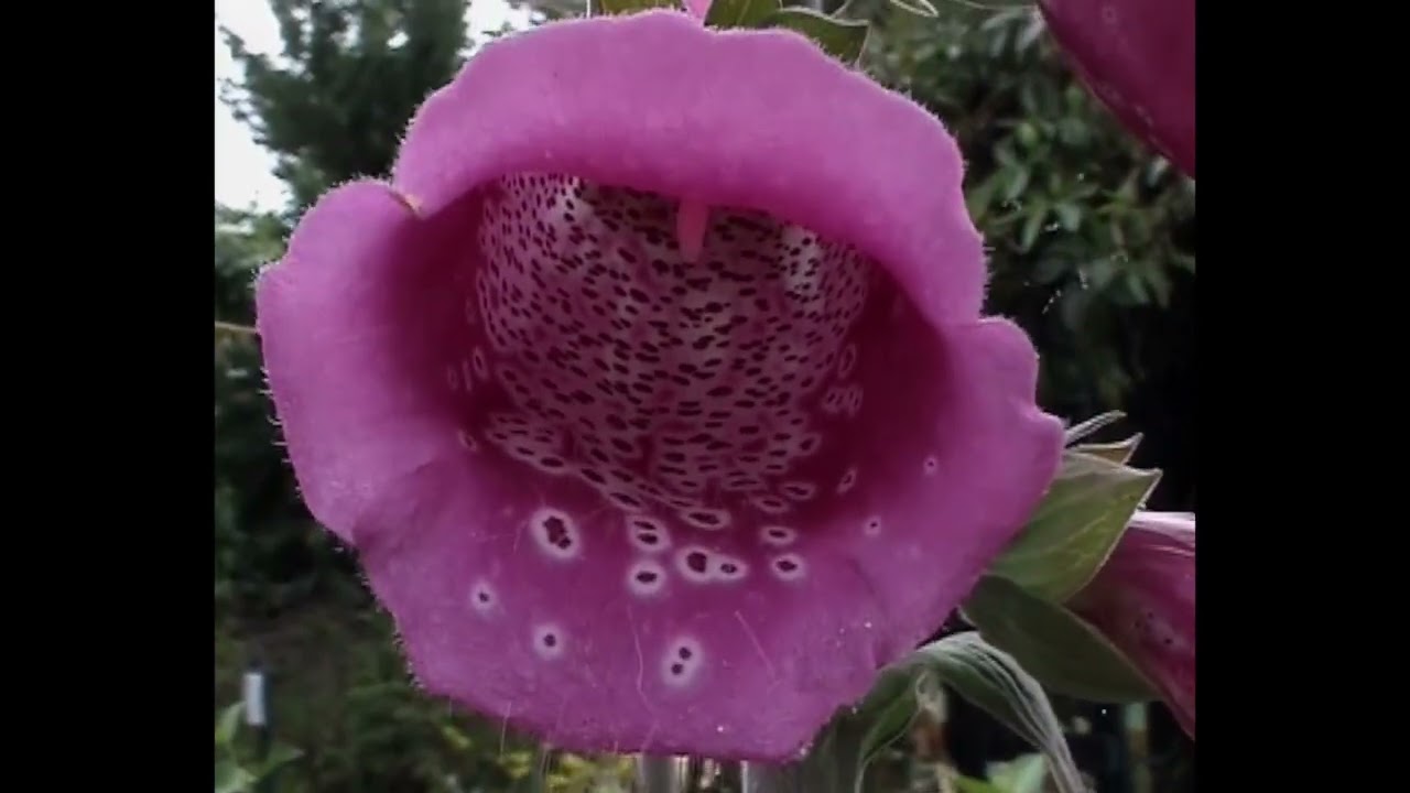 Wildlife Garden