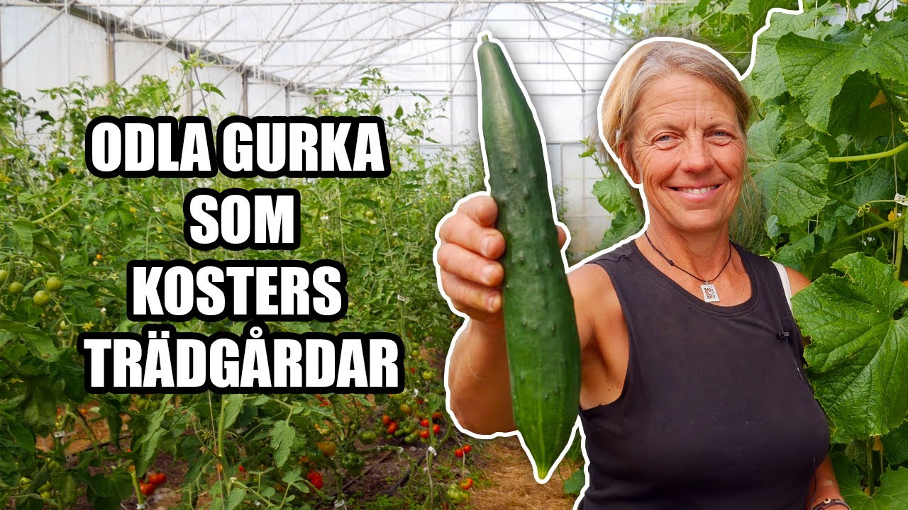Odla gurka som Kosters Trädgårdar