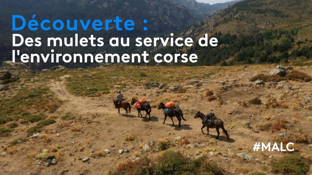 Découverte : des mulets au service de l'environnement corse