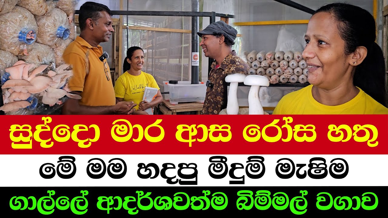 Pink Oyster Mushrooms – Foreigners’ Favorite | He Made a Mist Machine for His Farm