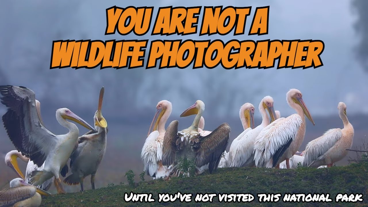 Discover the Hidden Gems of Bharatpur Bird Sanctuary in Just One Day!