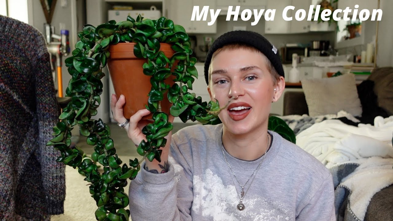 Hoya Collection 2022 | rare + common (29 species!)