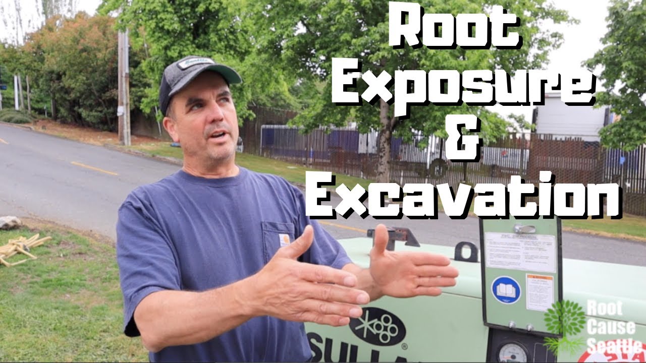 Root Exposure & Excavation - 2 trees & 1 bus stop