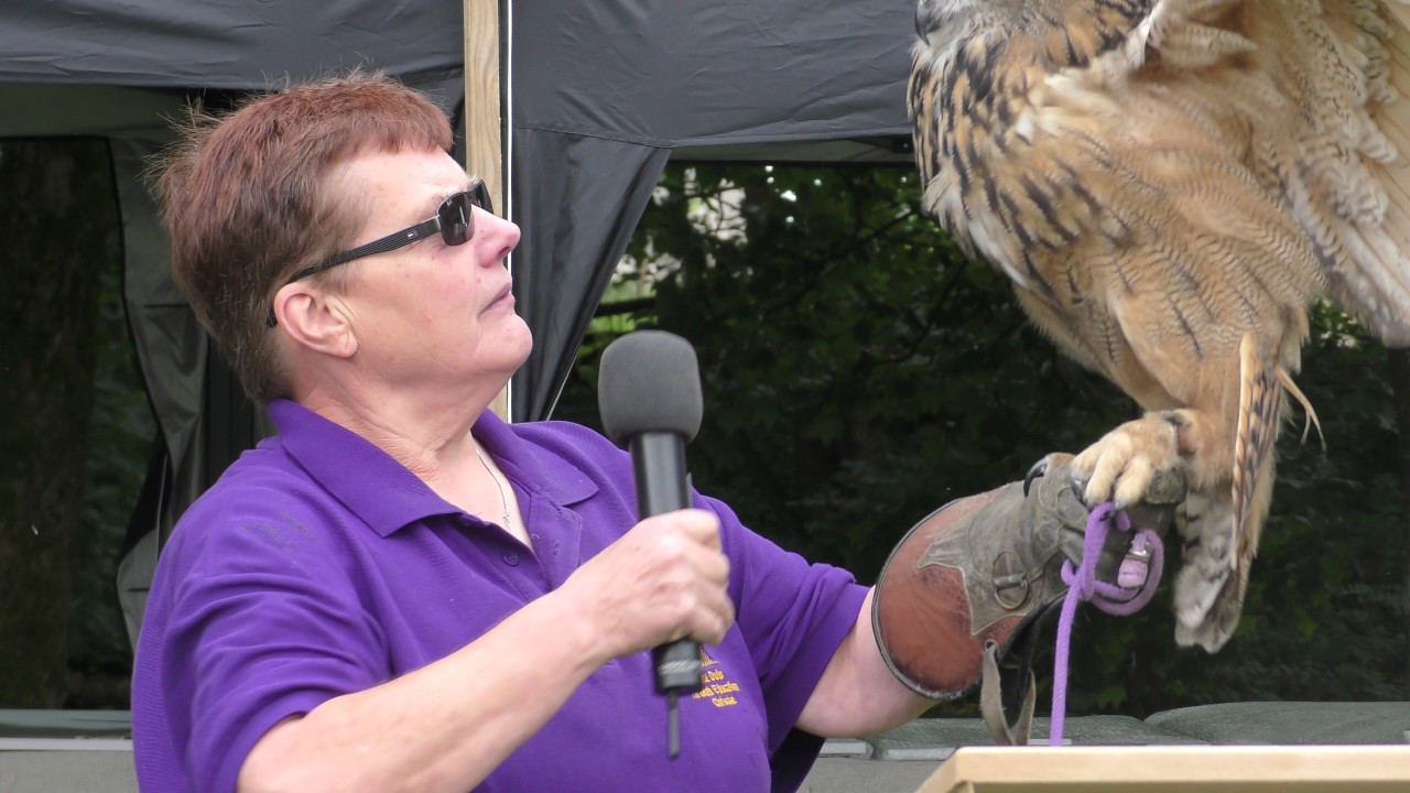 Hen Harrier Day - Forest of Bowland - 2017. PART 3