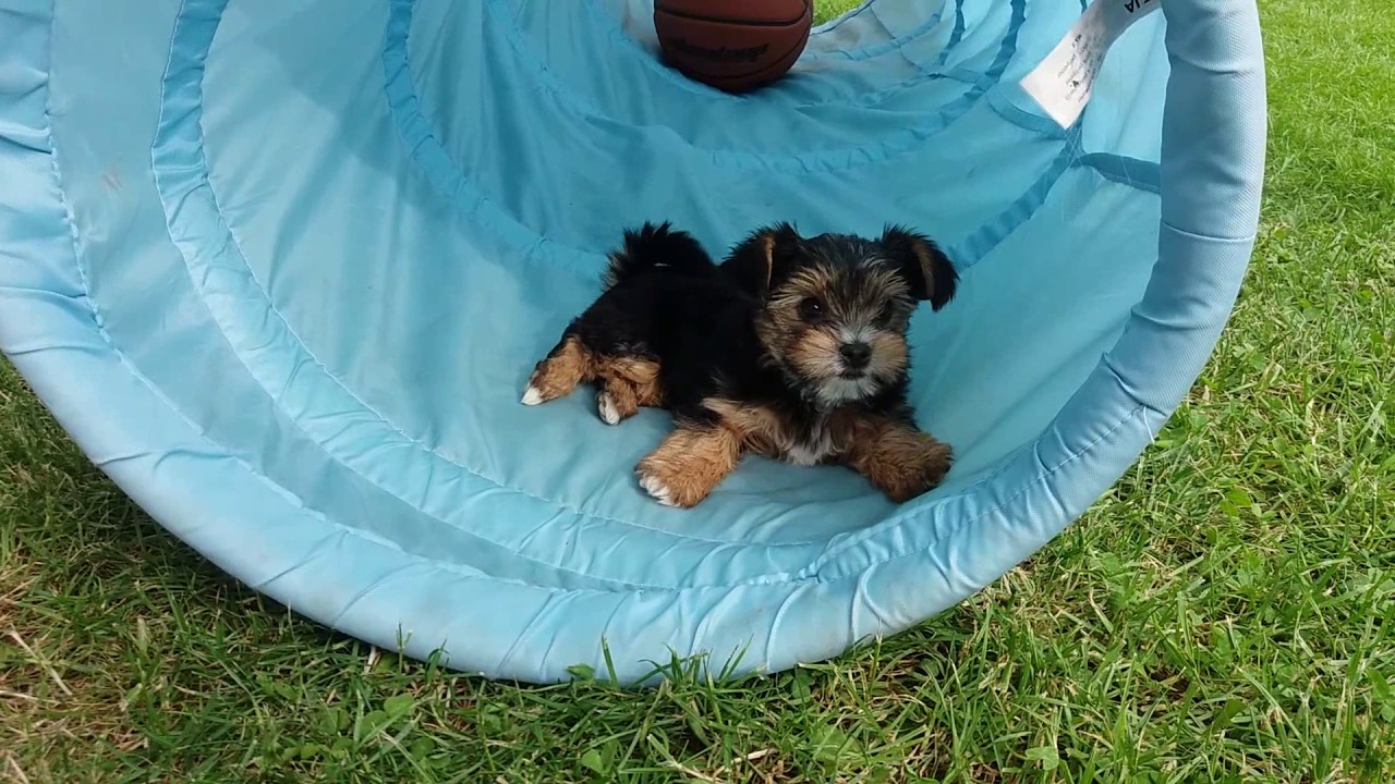 Yorkshire terrier puppies - Jorkšírský teriér štěňata