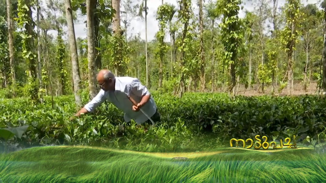 നെല്ല് മുതൽ തേയില വരെ; നേട്ടം ലക്ഷങ്ങൾ; കുമാരന്റെ സീറോ ബജറ്റ് കൃഷി | നാട്ടുപച്ച