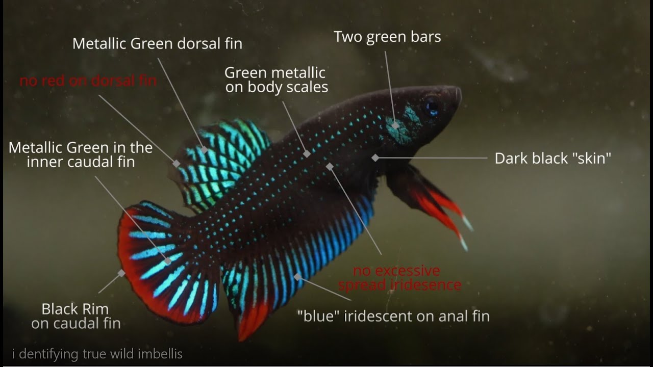 Определение настоящей дикой Betta Imbellis (не гибрида)