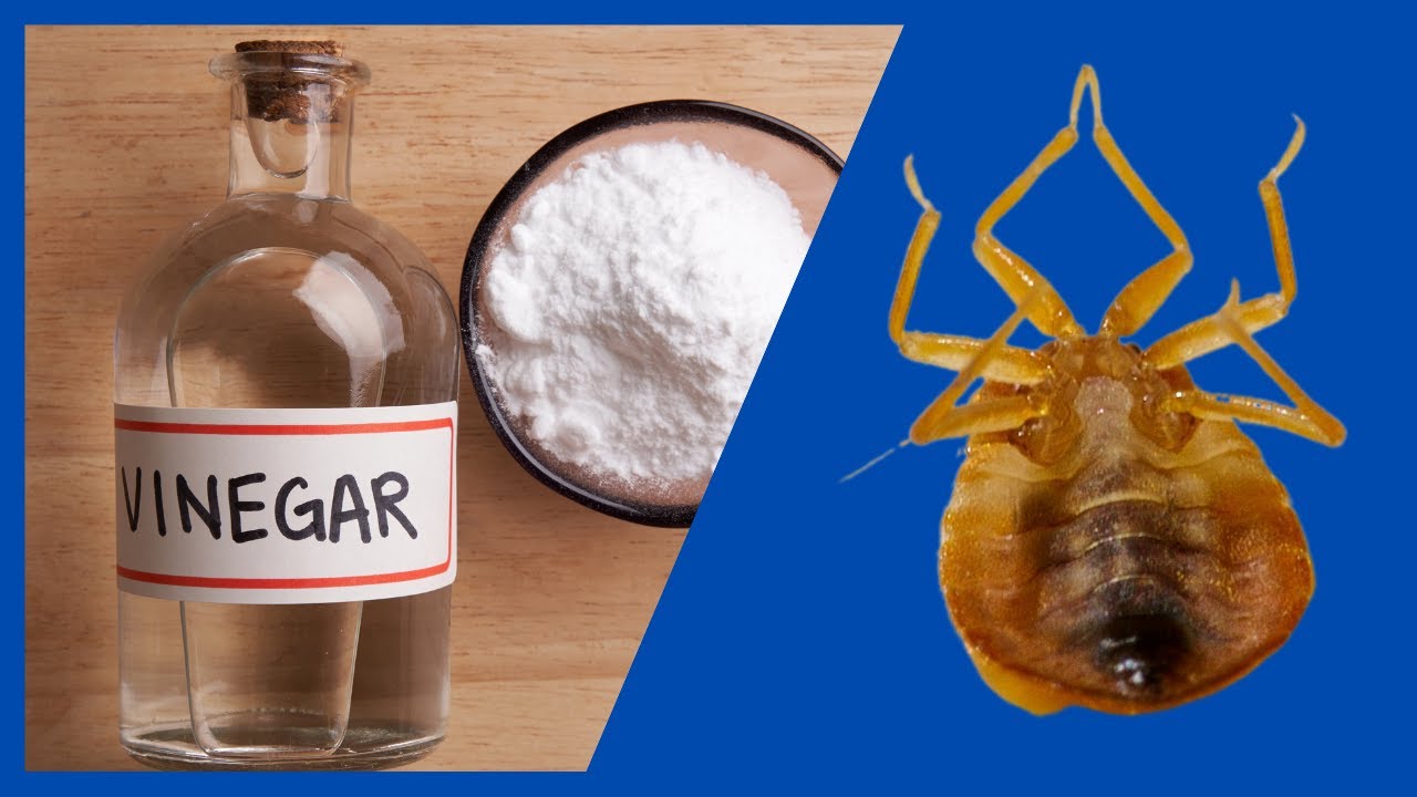 C&oacute;mo ELIMINAR CHINCHES DE CAMA con Vinagre y Bicarbonato