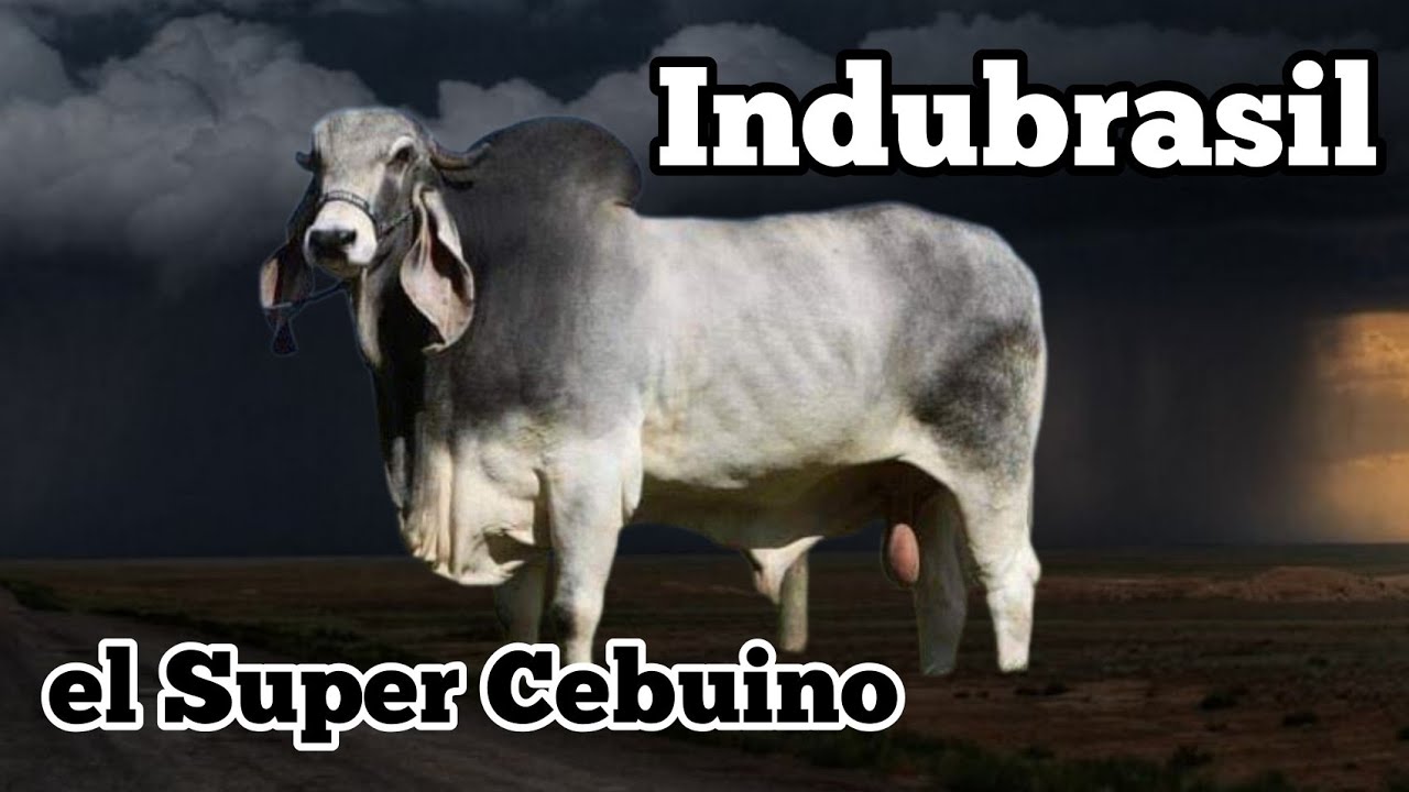 Indubrasil el Supercebuino de r&aacute;pido crecimiento.