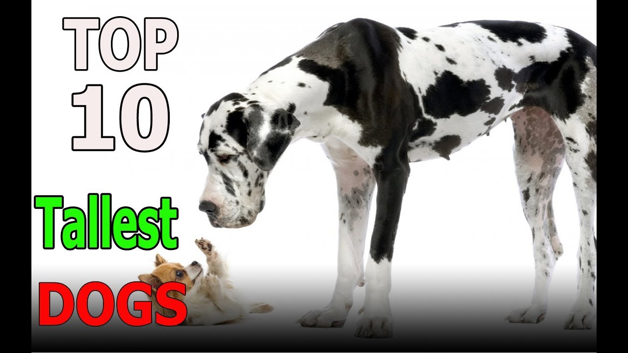 Top 10 Tallest Dog breeds | Top 10 animals