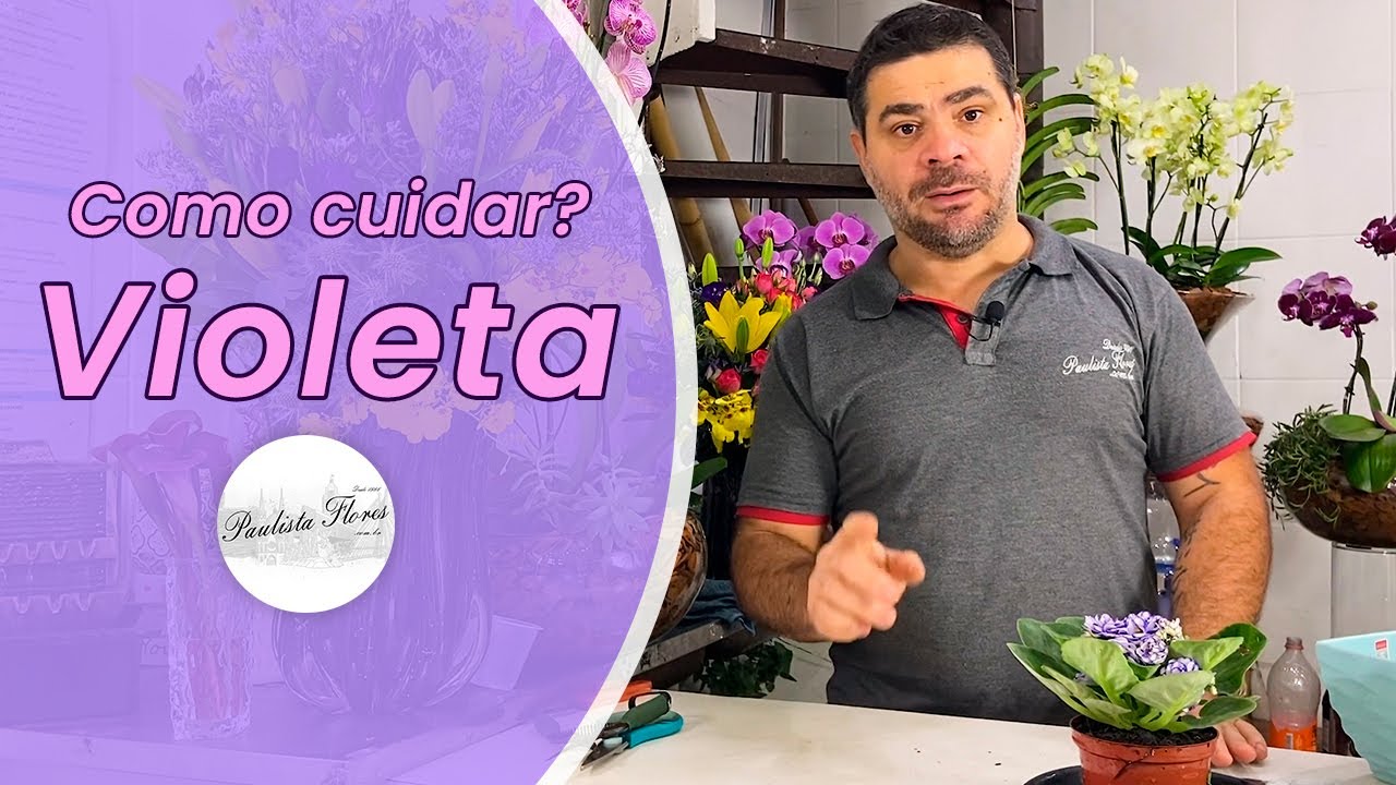 Como cuidar da Violeta, que você comprou no mercado?