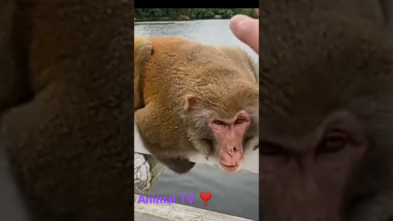 The angry monkey 🐒 #angry #angrymonkey #monkey #monkeys #monkeyvideo #short #shorts #animalTV