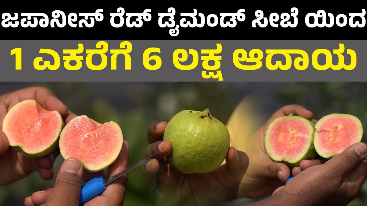 Red daimend guva I ಜಪಾನೀಸ್ ರೆಡ್ ಡೈಮಂಡ್ ಸೀಬೆ I krushi suddi I Apple farming I Seedless variety
