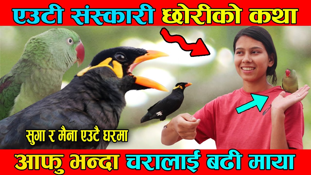 मान्छे जस्तै कुराकानी गर्ने मैना र सुगा, जो कोहीलाई अचम्मै बनाउने SUGA & MAINA हेर्नुस् ।