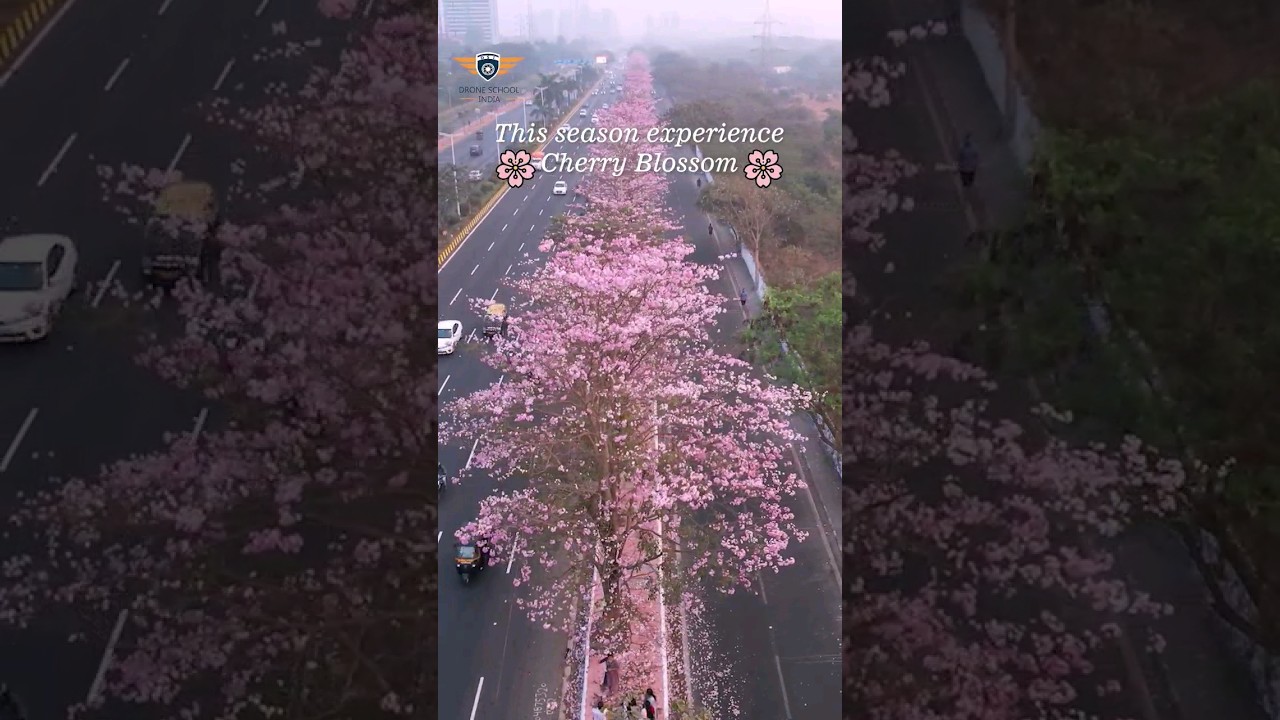 Cherry Blossom along Eastern Express Highway, Mumbai 