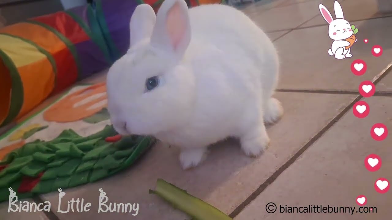 🐰 Un Angolo d’Inverno per Due | Conigliette e Catalogna 🥬