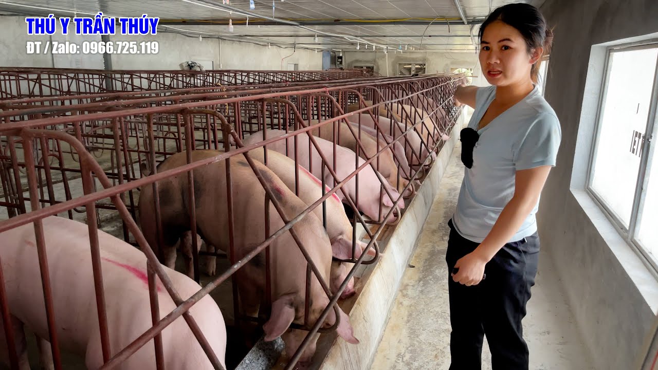 Dịch tả lợn Châu Phi xuất hiện chủng mới: rất khó phát hiện và không gây chết hàng loạt