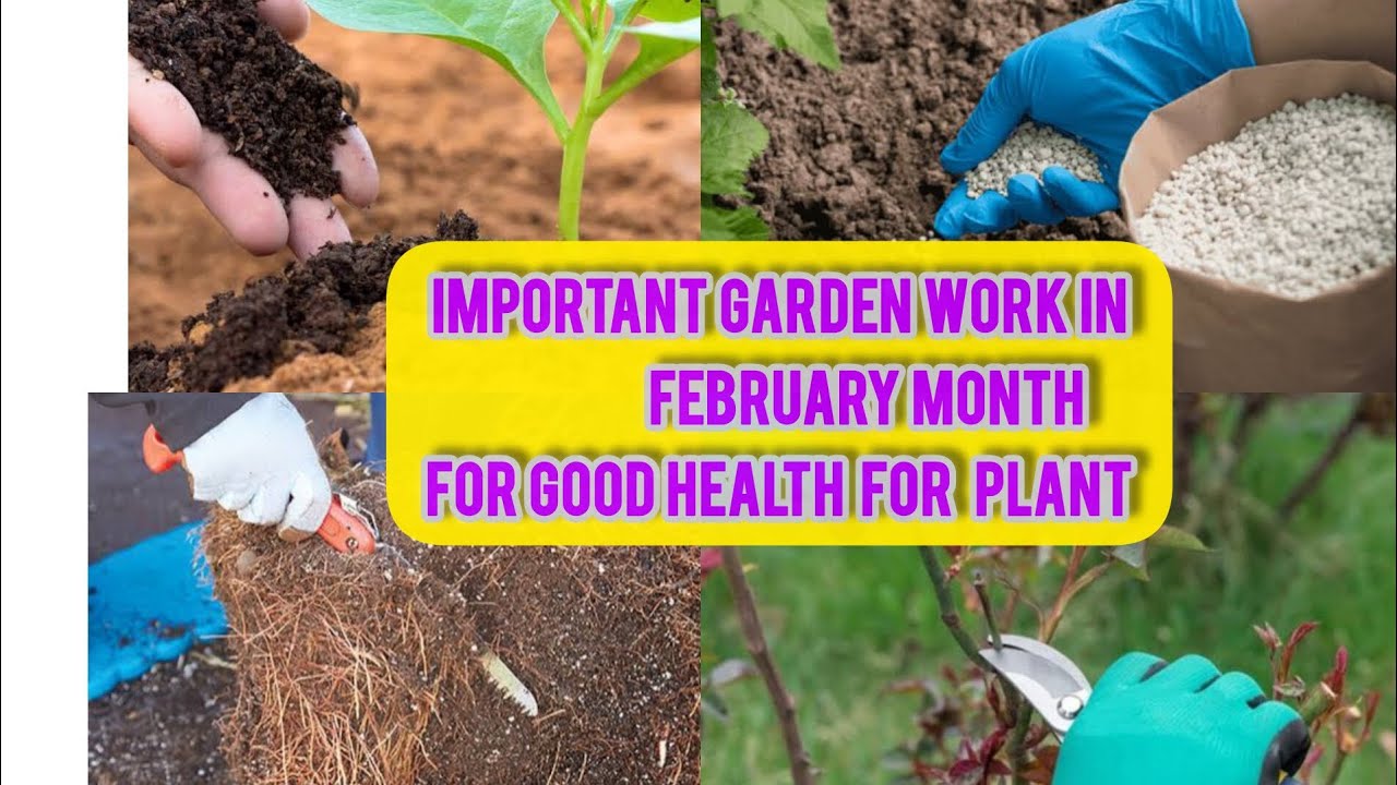 10 Most Important Garden work in February month for good health for Plants🤠